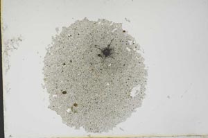 Plane Polarized, S13111
