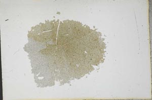 Plane Polarized, S13114