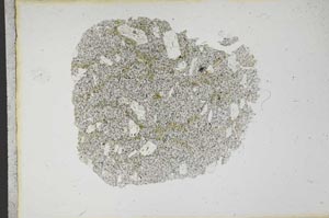 Plane Polarized, S13117
