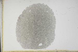 Plane Polarized, S13126