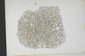 Plane Polarized, S13135