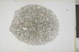 Plane Polarized, S13136