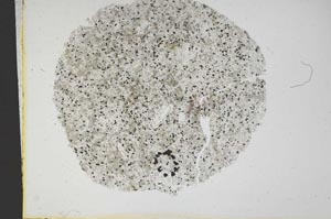 Plane Polarized, S13137