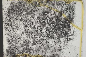 Plane Polarized, S13138