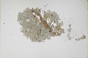 Plane Polarized, S13145