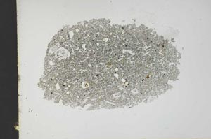 Plane Polarized, S13161