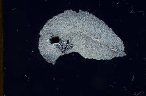 Cross Polarized, S13167