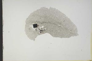 Plane Polarized, S13167