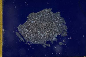 Cross Polarized, S13169