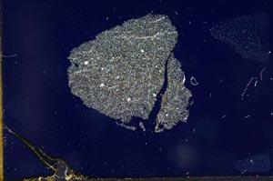 Cross Polarized, S13170