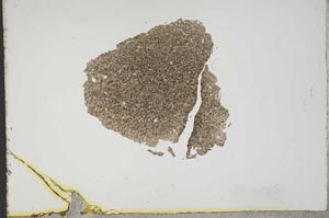 Plane Polarized, S13170