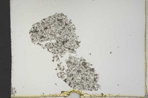 Plane Polarized, S13171