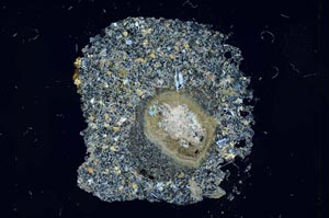 Cross Polarized, S13172