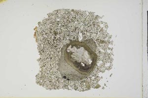 Plane Polarized, S13172