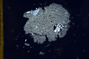 Cross Polarized, S13173