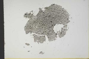 Plane Polarized, S13173