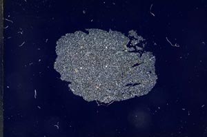 Cross Polarized, S13174