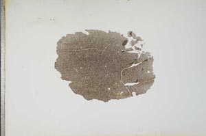 Plane Polarized, S13174