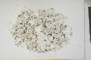 Plane Polarized, S13176