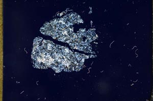 Cross Polarized, S13177