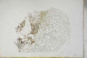 Plane Polarized, S13179