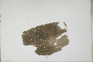 Plane Polarized, S13180