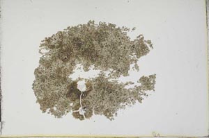 Plane Polarized, S13181