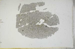 Plane Polarized, S13187