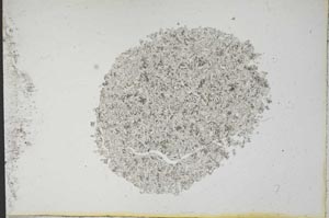 Plane Polarized, S13189