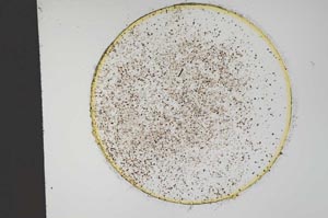 Plane Polarized, S13191