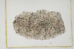 Plane Polarized, S2877/a