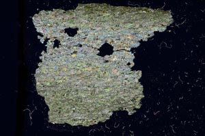 Cross Polarized, S2923