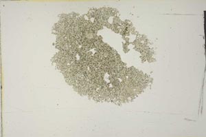 Plane Polarized, S13205