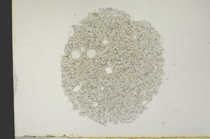 Plane Polarized, S13206