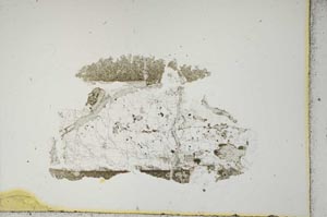Plane Polarized, S13246