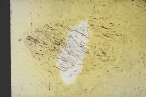 Plane Polarized, S13251