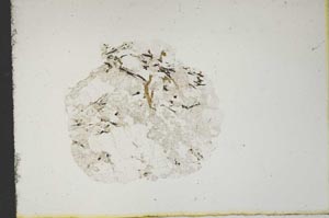 Plane Polarized, S13254