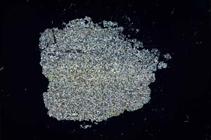 Cross Polarized, S13255