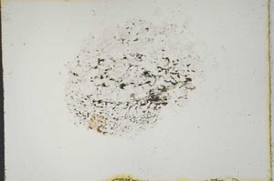 Plane Polarized, S13256