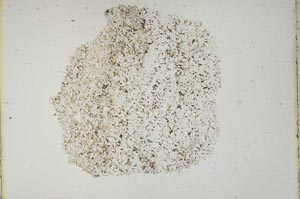 Plane Polarized, S13257