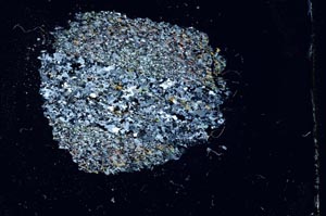 Cross Polarized, S13258