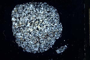 Cross Polarized, S13261