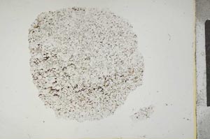 Plane Polarized, S13261