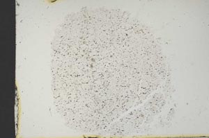 Plane Polarized, S13263