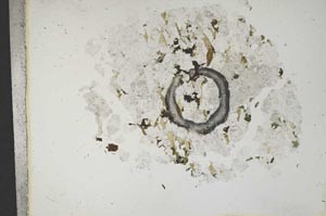 Plane Polarized, S13265
