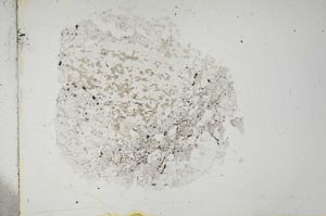 Plane Polarized, S13267