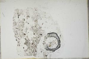 Plane Polarized, S13268