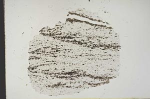 Plane Polarized, S13271