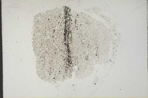 Plane Polarized, S13274
