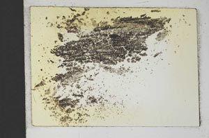 Plane Polarized, S13276